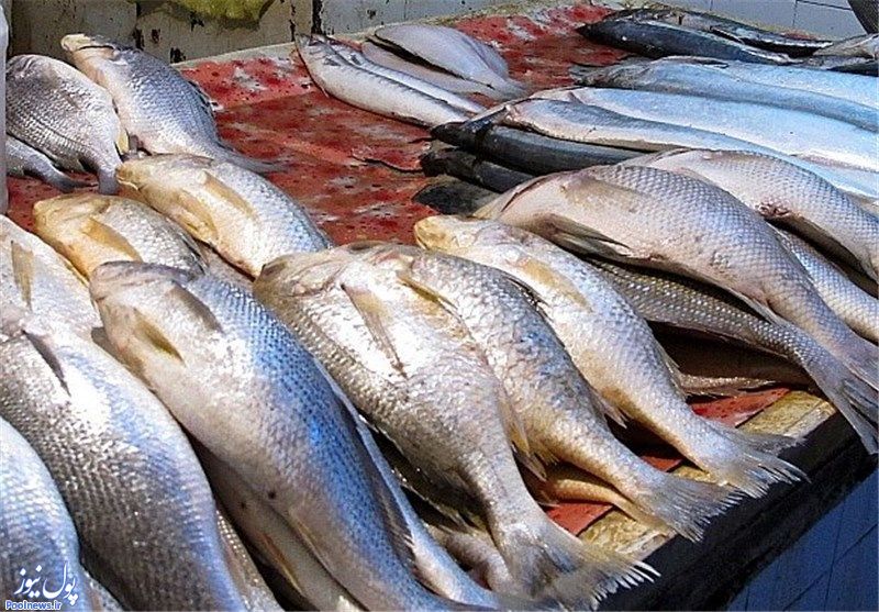 قیمت جدید انواع ماهی در بازار+ جزئیات