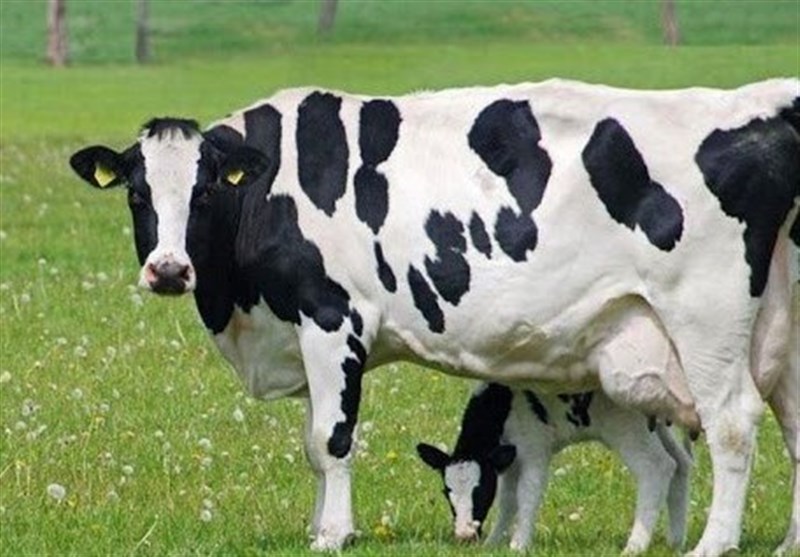 امارات 4500 گاو از اروگوئه وارد کرد