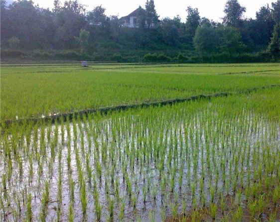 با حمایت بانک کشاورزی 70 درصد کشت برنج در مازندران مکانیزه شد