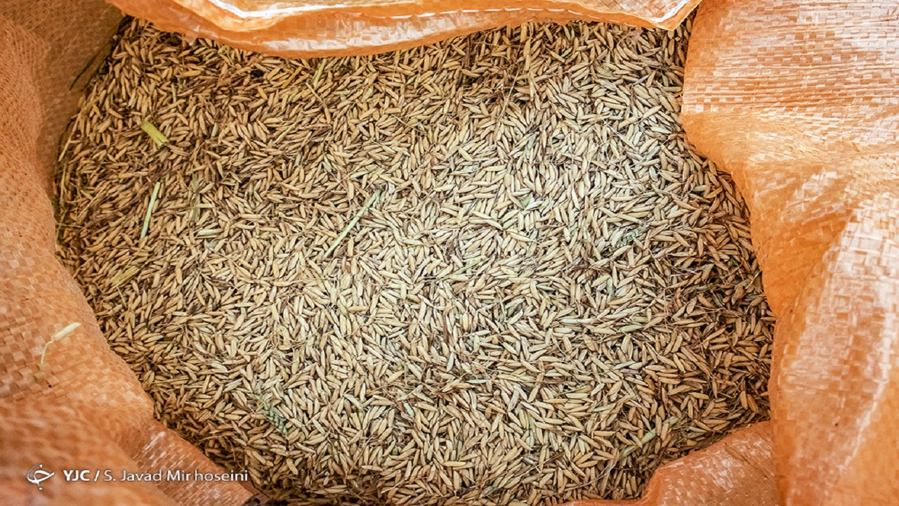 برنج دومین کالای استراتژیک پس از گندم در کشور