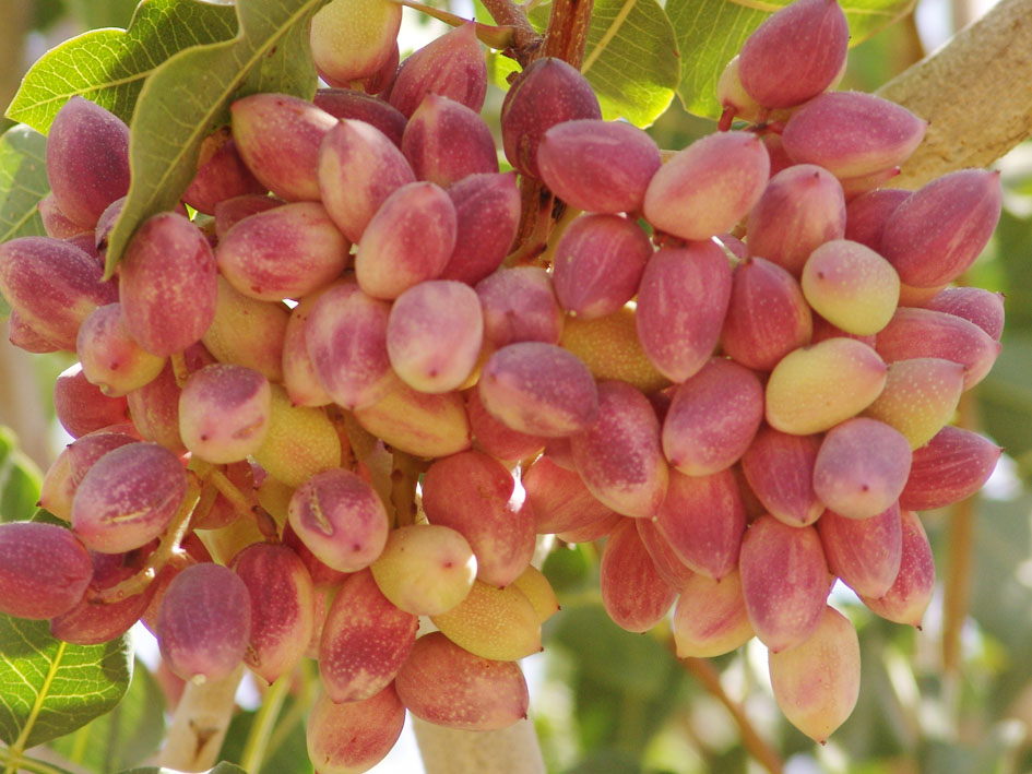 پیش بینی تولید بیش از ۱۱.۵ میلیون تن میوه های سردسیری و خشک در سال ۹۹