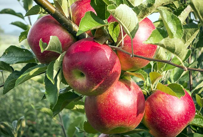 پیش بینی تولید بیش از ۴.۱ میلیون تن سیب در سال جاری