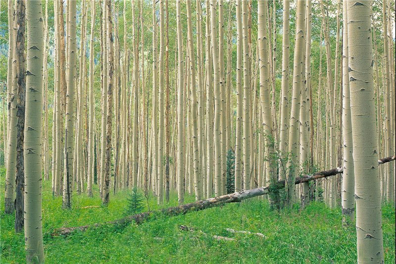 پیش بینی ۱۰۰ هزار هکتار زراعت چوب ظرف ۶ سال در ناحیه رویشی زاگرس