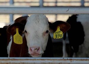 اقدام دولت سیزدهم برای کاهش هزینه تولید گوشت قرمز و شیرخام