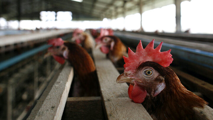 اگر ارز ۴۲۰۰ تومانی حذف شود قیمت مرغ چقدر خواهد شد؟ +جزییات