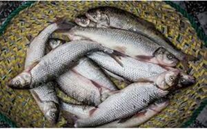 قیمت ماهی قزل‌آلا در میادین تره‌بار