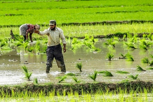 آفت گرانی در شالیزار‌های برنج