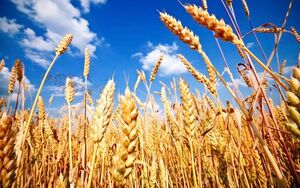 افزایش قیمت گندم با توقف صادرات روسیه و اوکراین