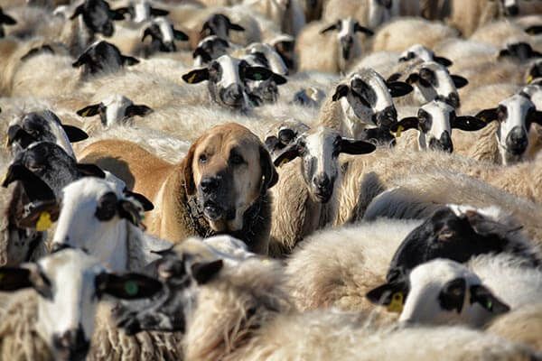 مشکلات دامداری و پرورش گوسفند