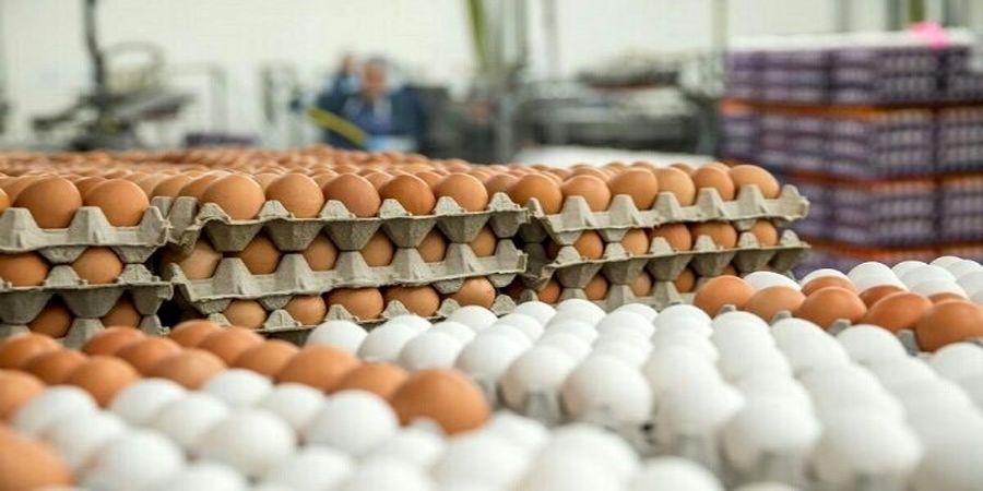 قیمت جدید تخم‌مرغ بسته‌بندی و فله‌ای اعلام شد
