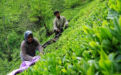 پیش بینی افزایش ۴ هزار تنی تولید برگ سبز چای در سال جاری