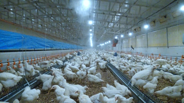 حمایت بانک کشاورزی از راه اندازی نخستین واحد تولید تخم مرغ نطفه دار