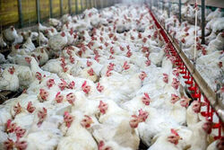 خروج ۲۵٠میلیون دلار ارز ازکشور با تولید مرغ درشت