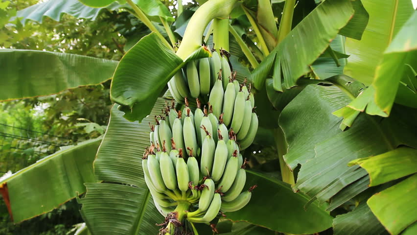 پیش بینی تولید ۵۰ درصد میوه های گرمسیری مورد نیاز کشور در سواحل مکران