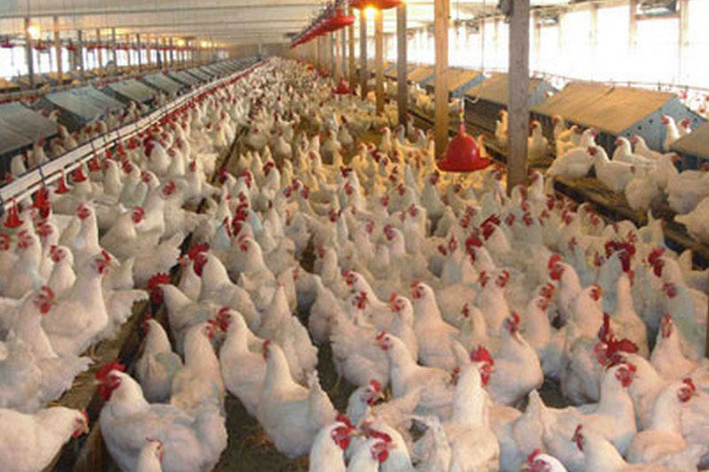 افزایش تولید گوشت سفید با احداث مزرعه های پرورش مرغ در تهران