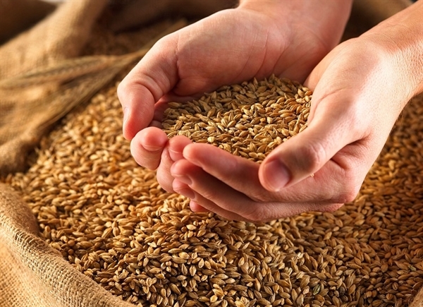 واریز 200 هزار میلیارد ریال وجوه خرید گندم توسط بانک کشاورزی