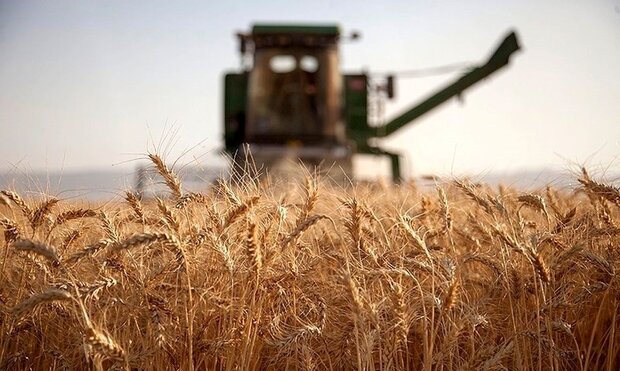 تا کنون 22 هزار میلیارد تومان از کشاورزان گندم خریدار شده است