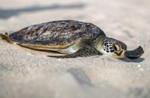 بازگشت لاکپشت پوزه عقابی به آب های خلیج فارس