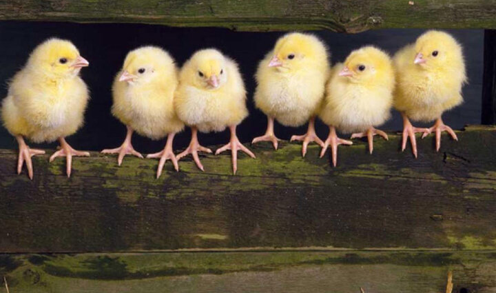 بعد از واردات گسترده واکسن حالا نوبت به واردات ده‌ها میلیون تخم مرغ نطفه دار رسید