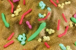 باکتری‌های روده نشانگر خطر ابتلا به سرطان روده هستند