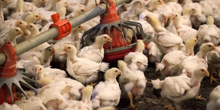 تعطیلی برخی مرغداری‌ها به دلیل افزایش هزینه تولید/در کشتارگاه‌ها چه خبر است؟