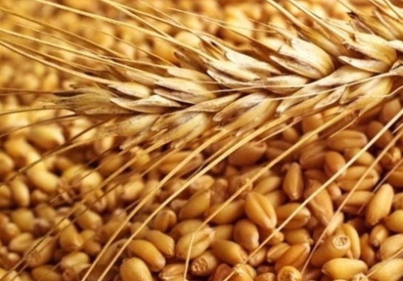 گندم مورد نیاز کشور تا پایان سال تأمین شد