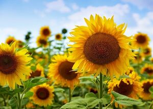 اثربخشی گیاه آفتابگردان بر سیستم گوارش