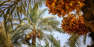 صادرات درختان نخل جنوب به کشورهای عربی؟