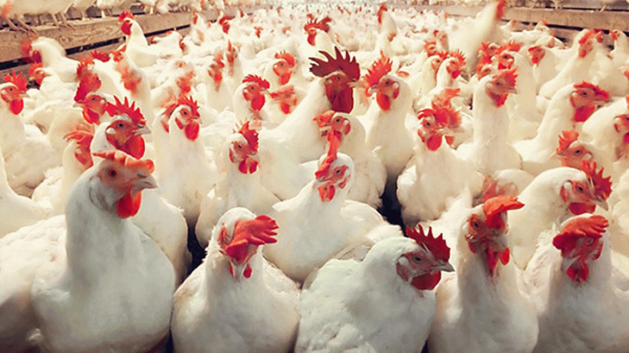 تولید مرغ در تابستان کاهش یافت