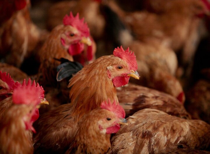 کارشناس مرکز پژوهشها: انتظار مرغ گرانتر از ۴۰ هزار تومان را نداریم