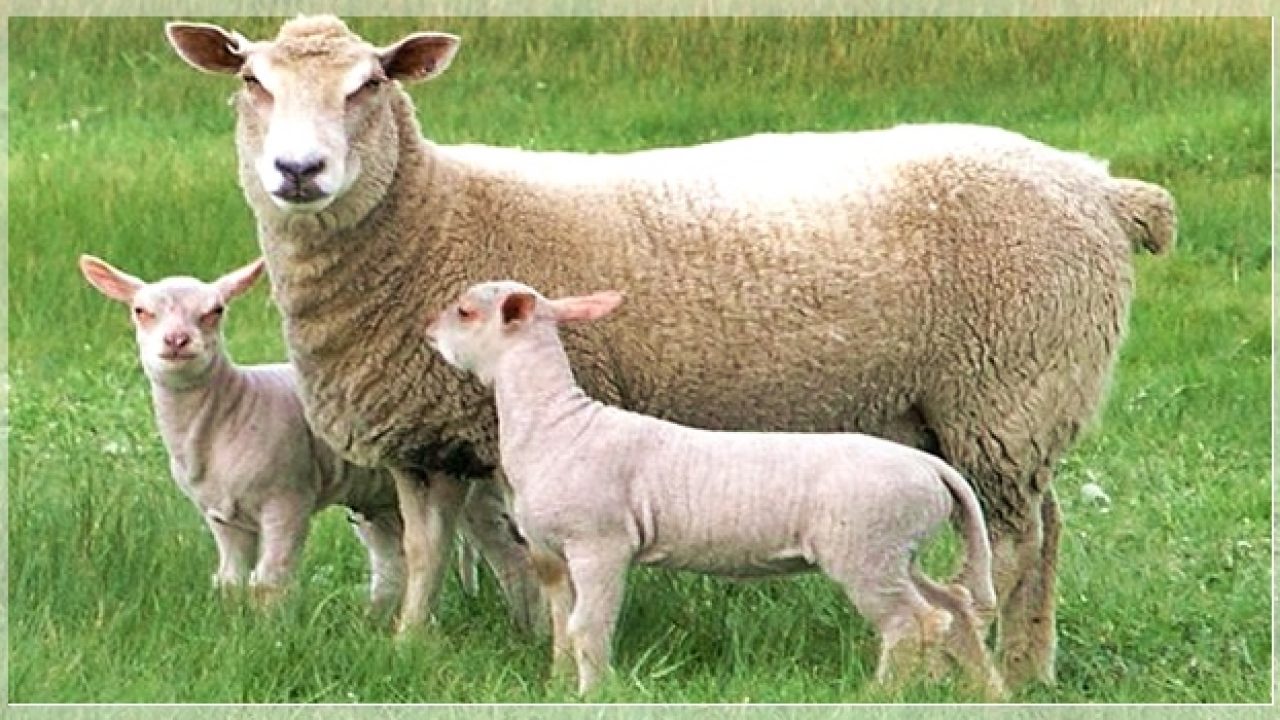 دولت گوساله و گوسفند زنده را کیلویی ۵۹ تا ۶۲ هزار تومان می‌خرد