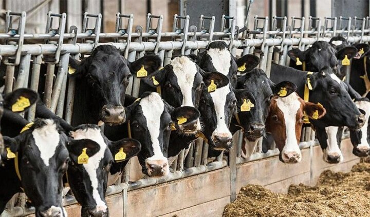 افزایش کیفیت شیر گاو در کارخانه خودروساز!