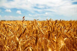 روسیه عوارض صادرات گندم را به بیشترین رقم تاریخی افزایش داد