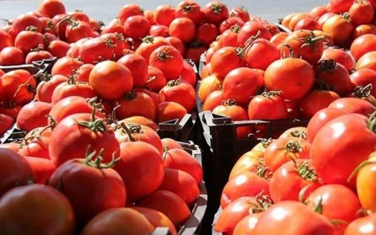 سود صادرات گوجه فرنگی نصیب کشاورزان می‌شود؟