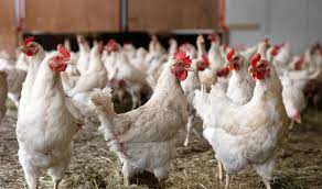 نفوذ فناوری به حوزه امنیت غذایی و توسعه مرغ لاین