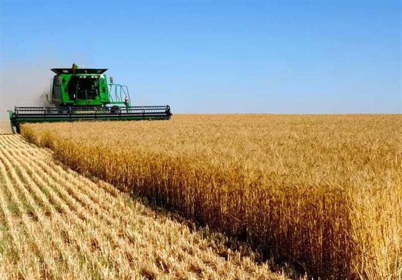 واردات گندم ۲ میلیون تن کاهش یافت