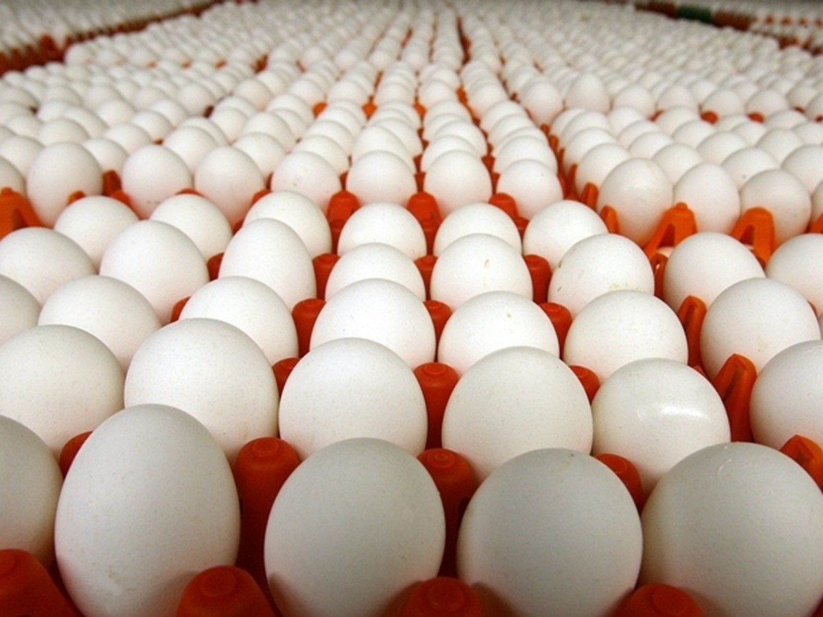 قیمت تخم مرغ در روز‌های پایانی سال چند شد؟