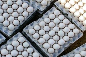قیمت هر شانه تخم مرغ فله‌ای چند است؟