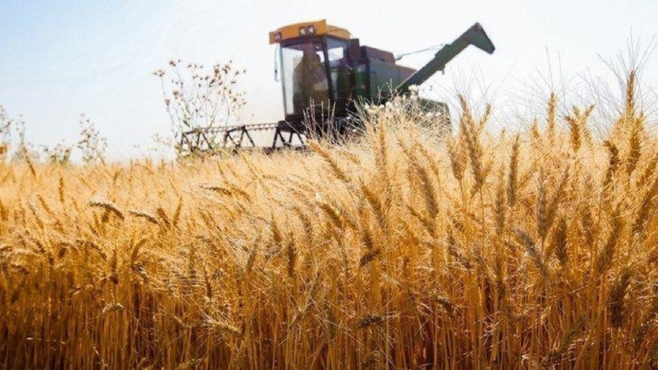 ایران سیزدهمین تولیدکننده گندم در جهان شد