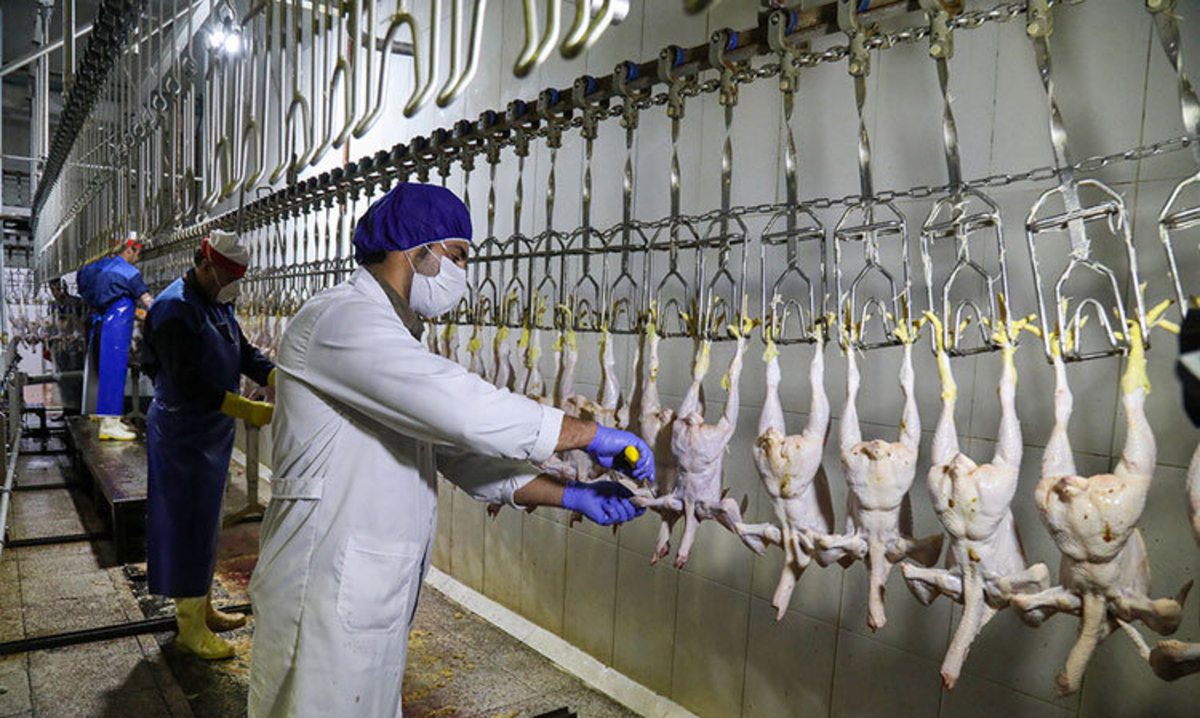 افزایش ۱۷ درصدی عرضه گوشت انواع طیور