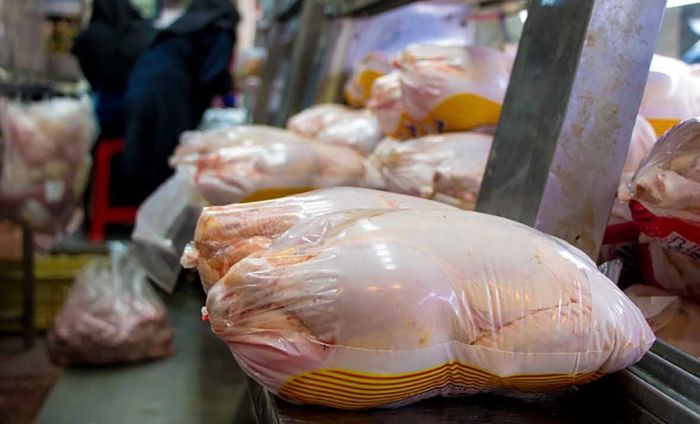 تولید ماهانه مرغ به ۲۲۰ هزار تن رسید