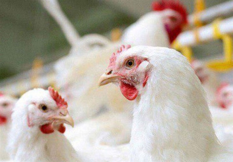 درخواست اتحادیه مرغداران از مرغداران: مرغ بازار با توجه به تامین نهاده با قیمت قبلی تامین شود