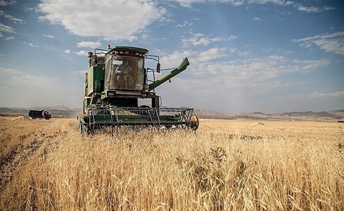 ممنوعیت صادرات گندم هند به دنبال افزایش قیمت داخلی