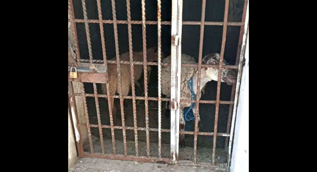 زندانی شدن دو گوسفند به خاطر خوردن علوفه در مکان نامناسب! +عکس