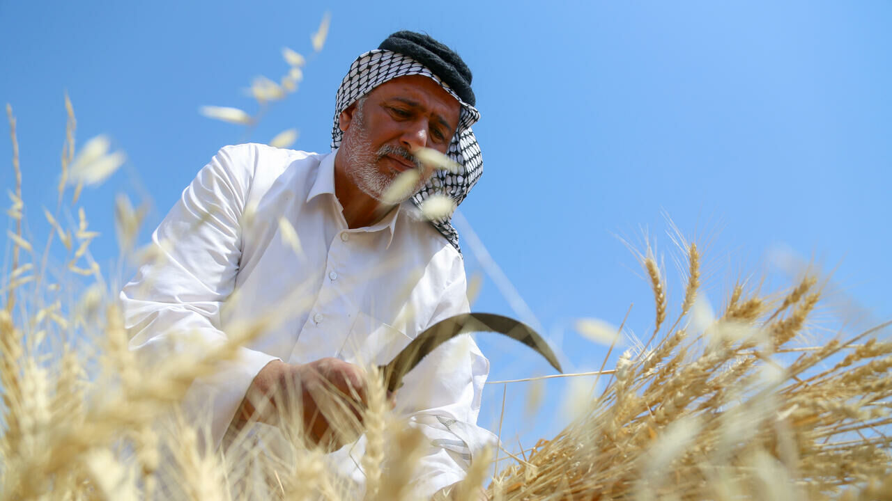 ۲۴ هزار تن گندم از کشاورزان خرمشهر خریداری شد