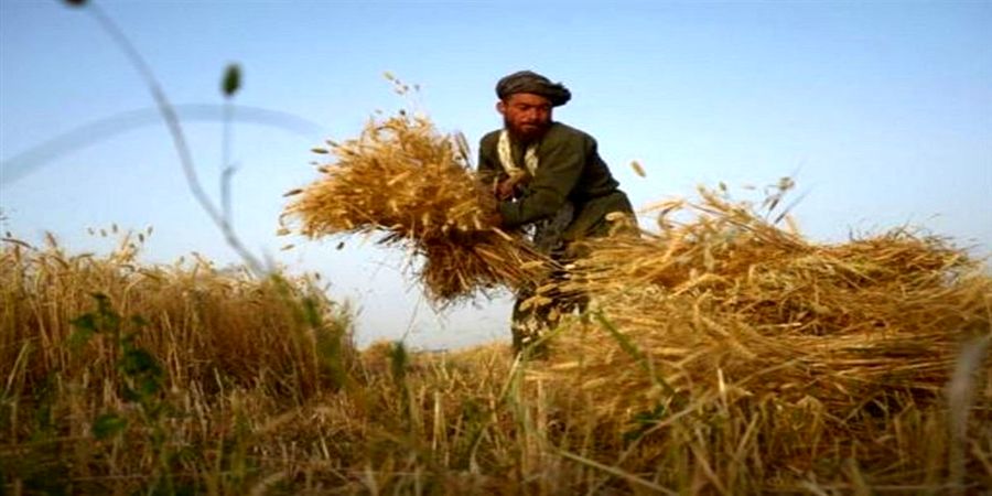 طالبان صادرات گندم از افغانستان را ممنوع کرد