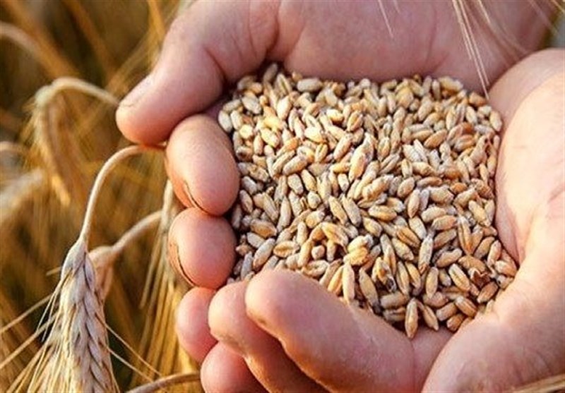 باران ببارد امسال ۸ میلیون تن گندم تولید می‌کنیم