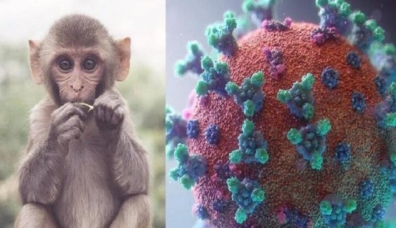با شیوع آبله میمونی خطر جدی متوجه سلامت عمومی نیست
