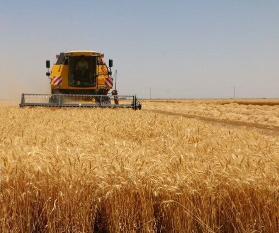 فائو: گندم در یک سال اخیر ۵۶ درصد گران شد