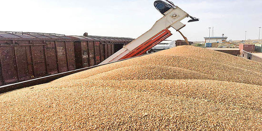 مجوز واردات گندم صادر شد